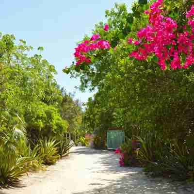 Grace Bay Beach 7Acre Resort: Guesthouse Ocean Views+Pool+Oceanfront+Lush Garden Hotel Exterior