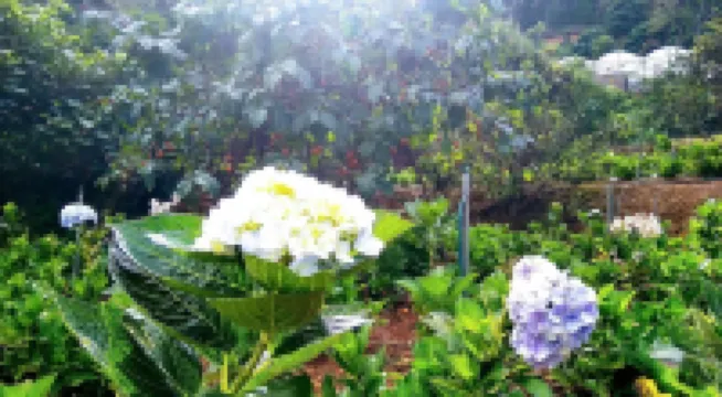 Tuyet Hoa Hon Bo Bungalow