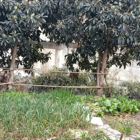 Tea Reasonable Homestay
