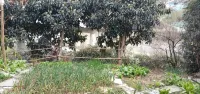 Tea Reasonable Homestay