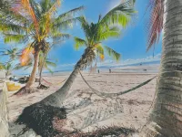 Bush Beach Backpackers - Bar