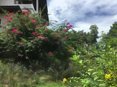 รูปภาพของทรอปปิคา วิลล่า รีสอร์ท