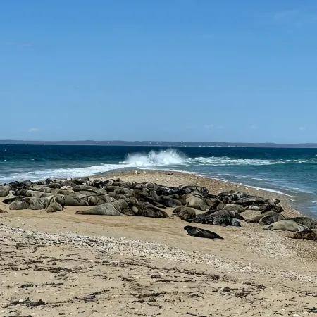 Walk to Mansion Beach, Large Yard!