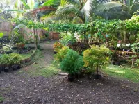 Greenspace