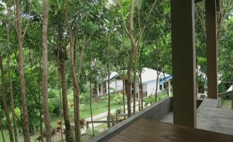 Tangkoko Macaca