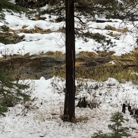 Rustic River Retreat - Pet Friendly - WIFI - 12 minutes to Sugar Bowl Resort