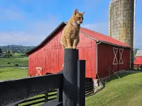 The Serene Farm Life...without all the work!  Lots of space and privacy! Hotels in Botetourt County