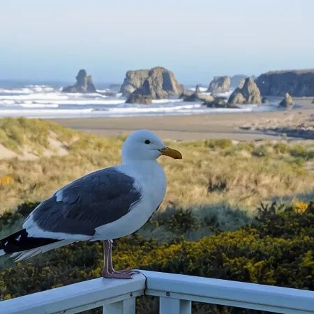 Ocean Front ON the Beach - 14 Minutes to Bandon Dunes Golf! Spectacular Views!