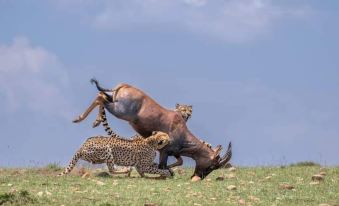 Mara Enkajiang Tented Camp
