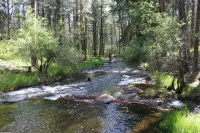 Storybook Cottage in the Heart of the Big Horn Mountains - Homestays