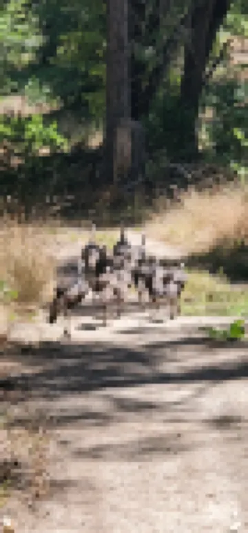 Ponderosa Cabin ~ rustic comfort + WiFi by Sequoia & Kings Canyon National Parks