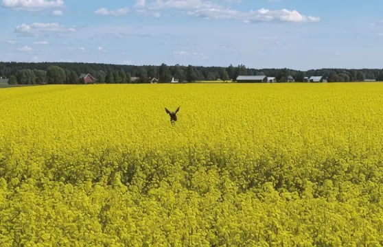 勒沃瑪基農場酒店