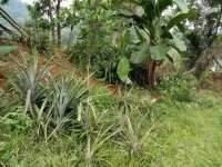 Phong Nha Dawn Home