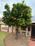 Avon Homestay Hotels in 