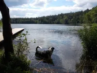 Forsthaus Metzelthin - Holiday with dog Hotels in der Nähe von Dorfkirche Annenwalde