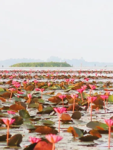 รูปภาพของBanpak Suankaew Talaynoi