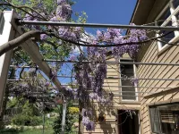 Bohemian Tree Casa - بيت ضيافة