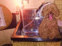 Unohamakan, a Pet-Friendly Hot Spring Inn - con terme