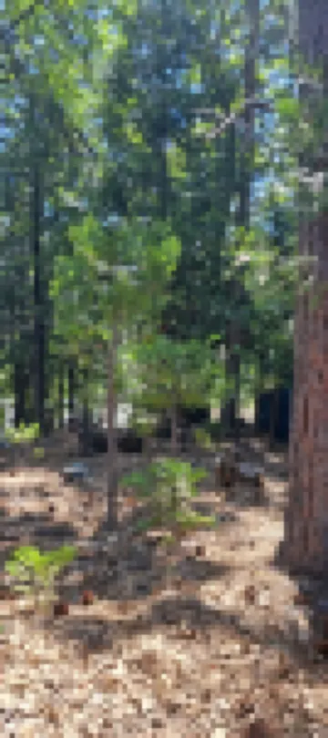 Cute RV in the  forested mountains at Cedar Ridge,  Sonora for your vacation.