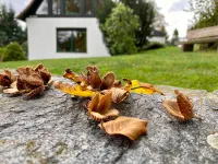 Ferienhaus "ingrid" - Gemütliches Cottage im Grünen - Homestays