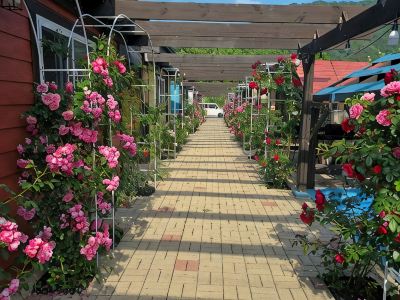 Hwacheon Bebe Pension