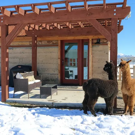 A Night with the Alpacas & Alpaca Experience!