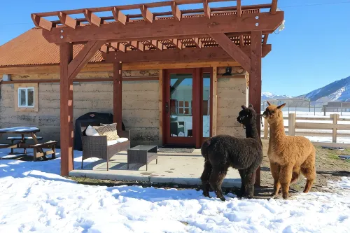 A Night with the Alpacas & Alpaca Experience! - 4-stjärniga