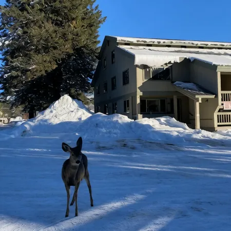 Modern McCall Mountain Gem -- Pet-Friendly -- Less Than 1 Mi to Lake & Downtown