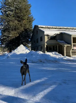 Modern McCall Mountain Gem -- Pet-Friendly -- Less Than 1 Mi to Lake & Downtown - con encanto