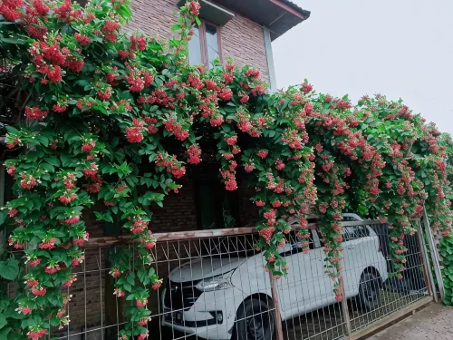 Bua Guest House - Pet friendly