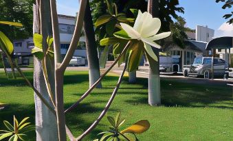 a tree with a white flower in its center , surrounded by green grass and a car parked nearby at Academy Hotel