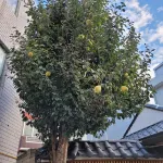 Daegu Hanok Guest House An Pension - 民宿