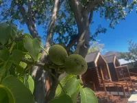 Walnut on Russell - 4-Star