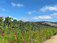 Romantic, Private Jewel - 3 blocks from Downtown St.Helena in the Napa Valley - 3 stjerner