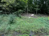 Inspiration Station: Your Peaceful Getaway to Recharge and Refocus in Nature - Alphydda