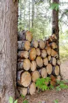 Forest Family Cabin Near Priest Lake with Fireplace, Large Yard & Dogs Allowed
