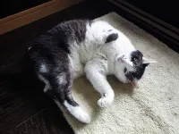Kakundate Onsen Machiyado Neko No Suzu - 3 étoiles