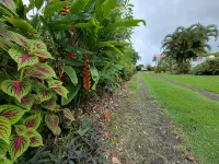 The Hilo Hula Hut - Boutique