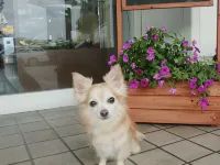 Wakasa Marine Plaza Hotel a Obama