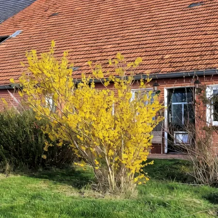 Apartment "Blied" f. Max. 2 pers + toddler, san. Gulfhof, gr. garden
