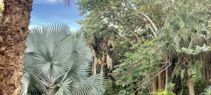North Captiva Steps to Gulf Beaches Last Minute Offers Beach + Golf Cart + Club Hotels in Captiva