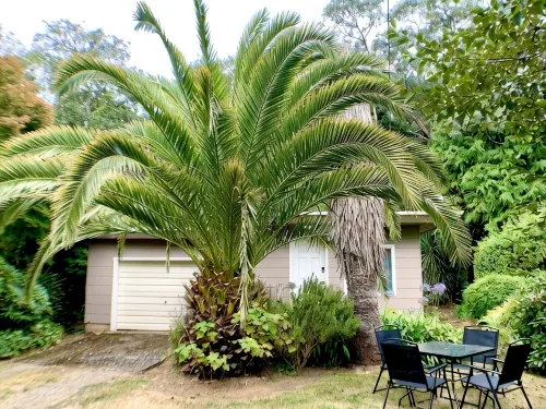 Beach & Redwoods 5mins from Unexpected Oasis - 4-Star