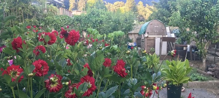 Sunnybrae Garden Studio Hotels in Arcata
