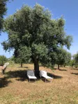 Perfect Oasis Among Olive Trees and Private Pool, for an Authentic Experience! - 2 estrellas