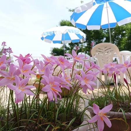 Sea Side Pension Sakuraya