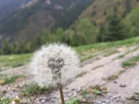 Dandelion Theme Hotel - بار