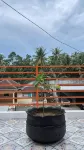 Homestay Teluk Pangpang Banyuwangi Hotels in Cluring
