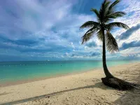 Palm Tree Cove - Stunning Partial Ocean Views; Beachfront Location!