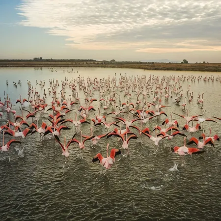 Evita Flamingo
