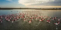 Evita Flamingo - 2-نجوم